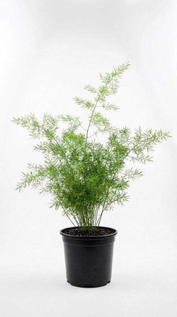 Asparagus simulans - 6”