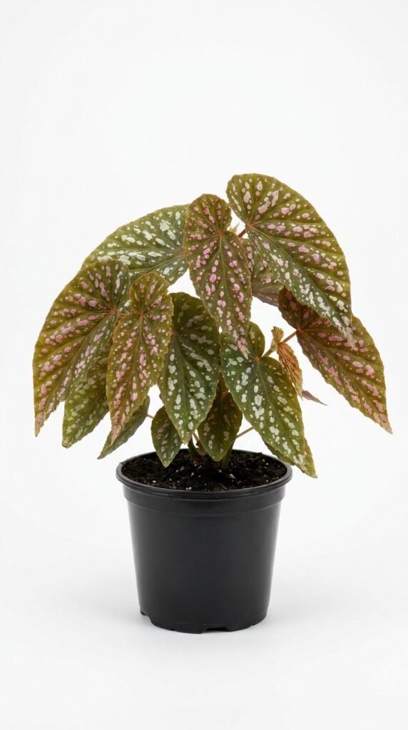 Begonia brevirmosa - 6"
