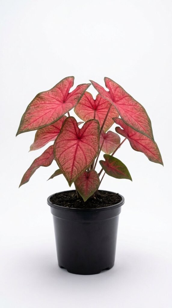 Caladium Erythema - 4"
