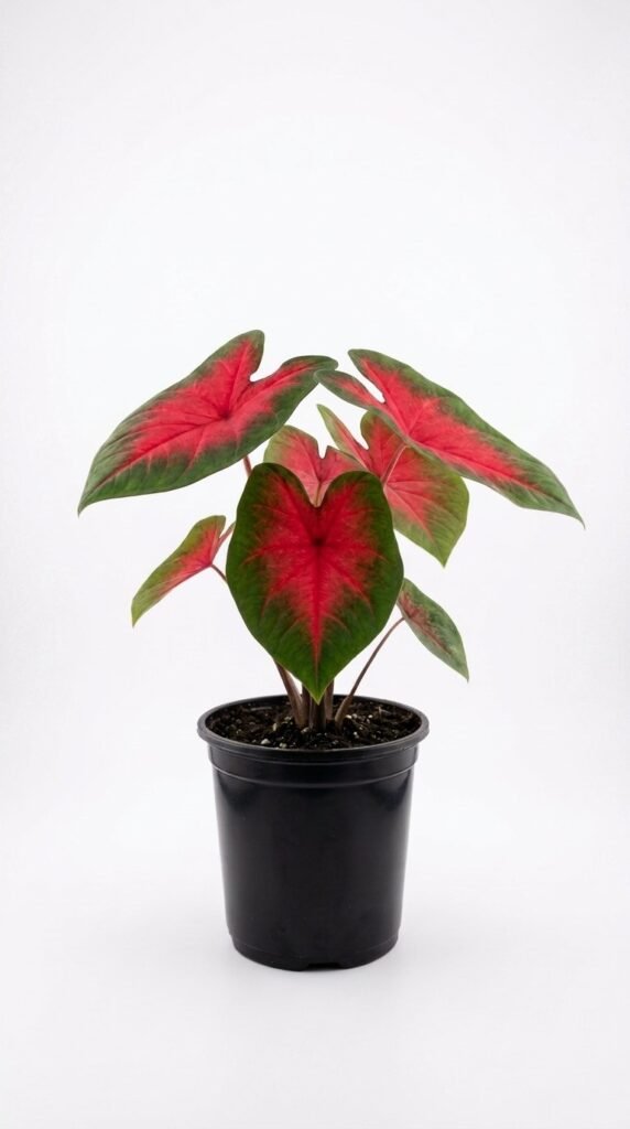 Caladium Peach Red Wine - 4"