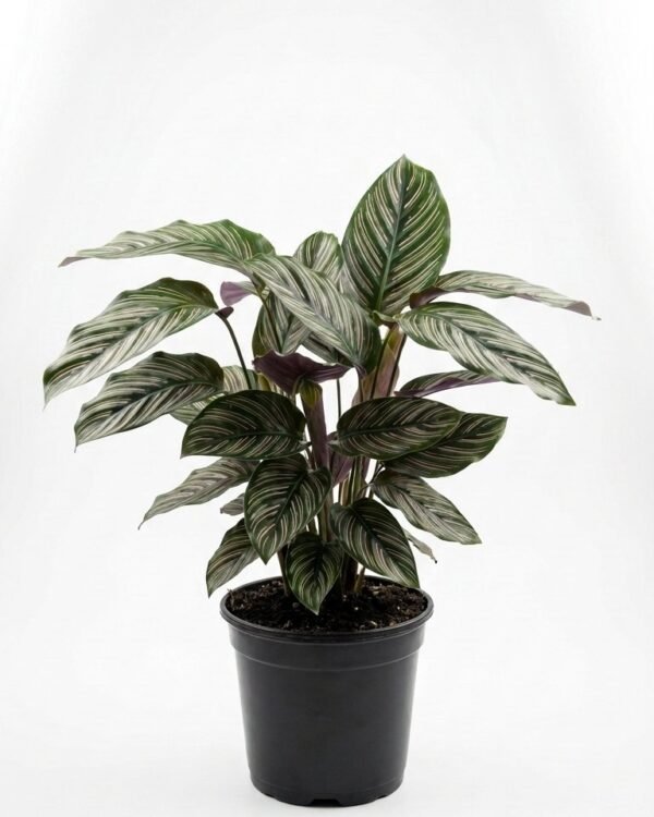 Calathea Beauty Star- 6”