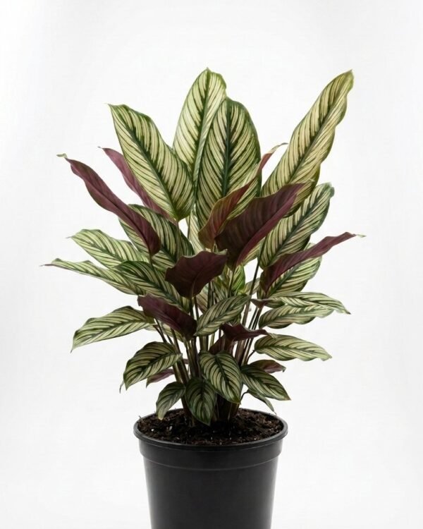 Calathea Holiday – 6”