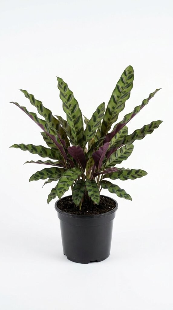 Calathea lancifolia - 6"