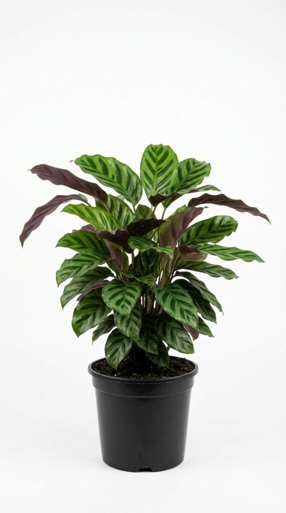 Calathea sp. fucata - 6”