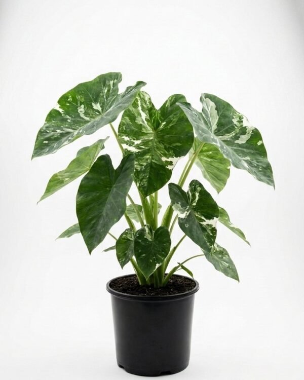 Colocasia esculenta Diamond Icicles- 6”