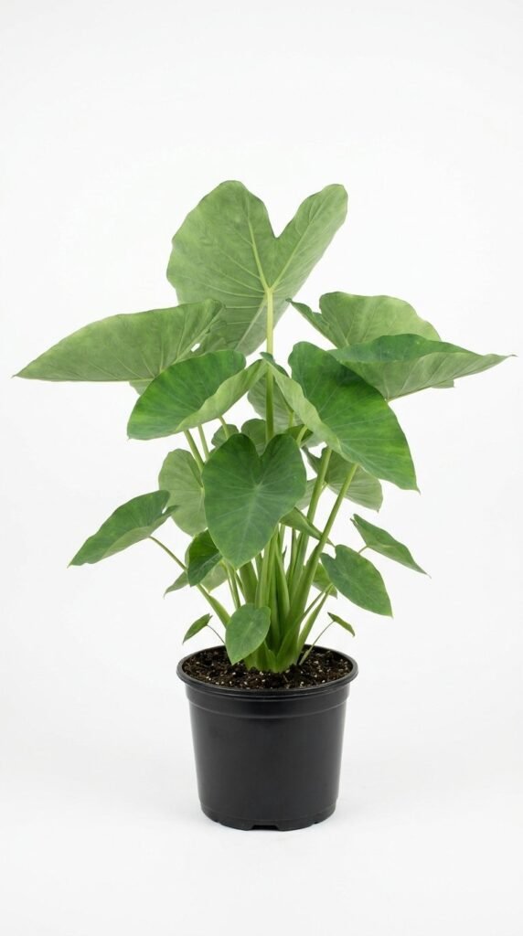 Colocasia esculenta Jade Lotus - 6"