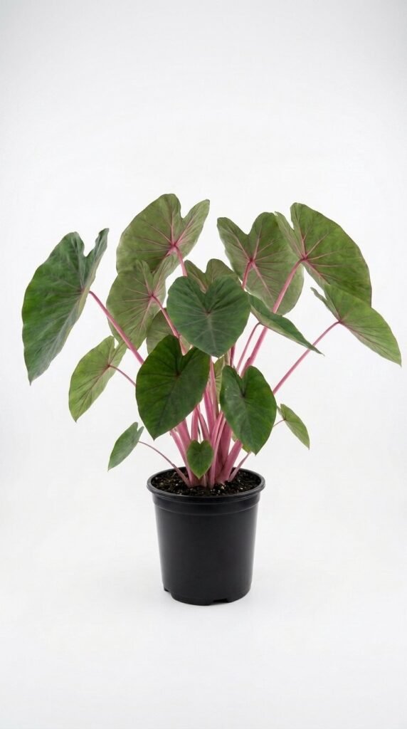 Colocasia esculenta Pink Sapphire- 6”
