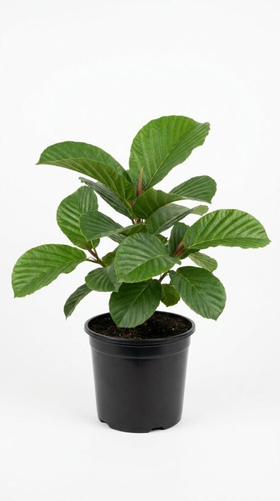 Ficus Dammaropsis-6"