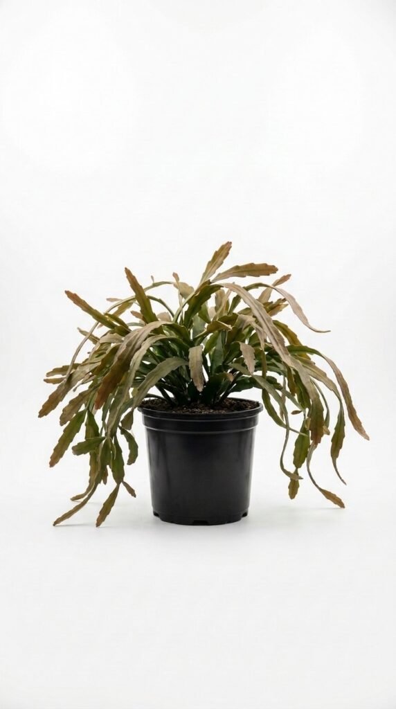Lepismium cruciforme var. spiralis 6"