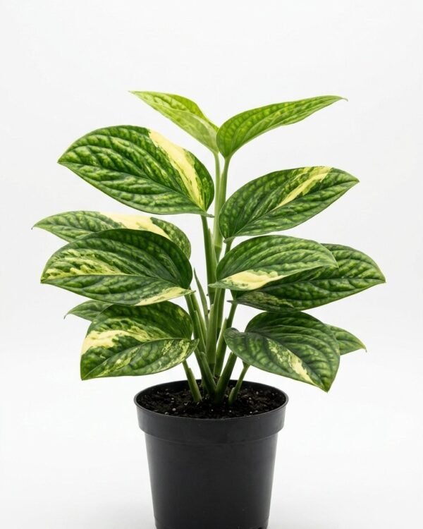 Monstera sp. Peru Variegated – 4”