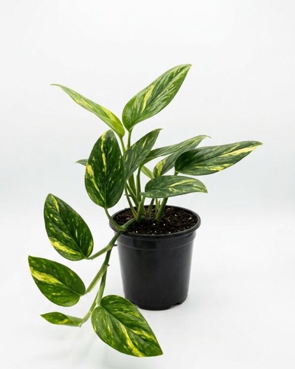 Monstera standleyana variegated Yellow – 4”