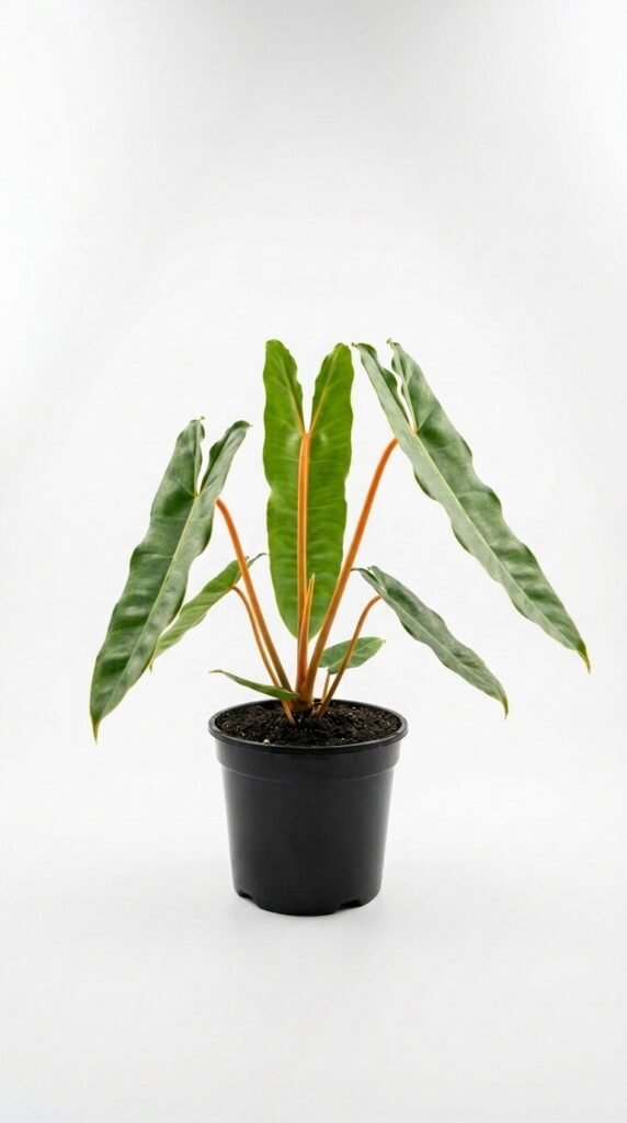 Philodendron Billienum (billietiae x pastazanum) - 4”