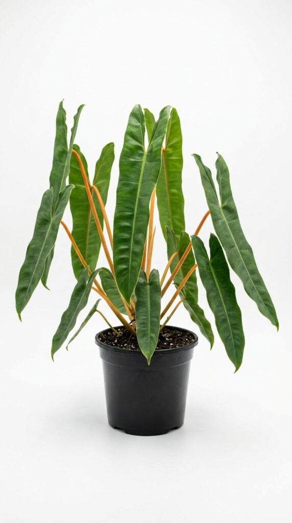 Philodendron billietiae - 4”