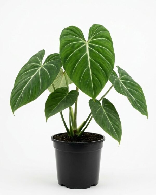 Philodendron gloriosum Flat Petiole Form – 6”