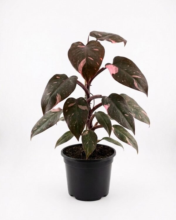 Philodendron Pink Princess 4″