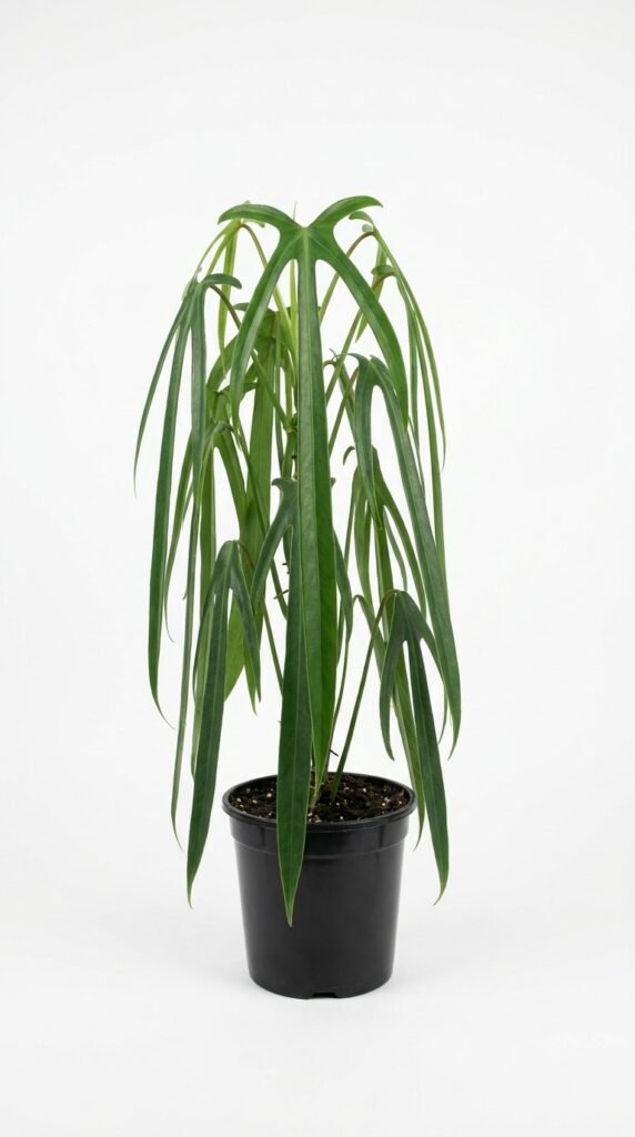 Philodendron spiritus sancti - 4"