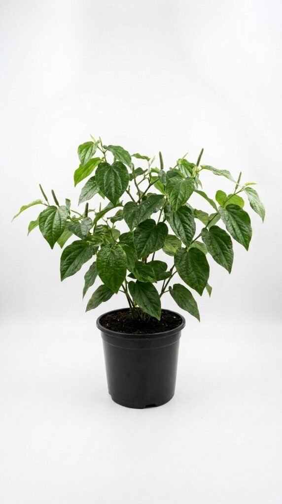 Piper longum  6"