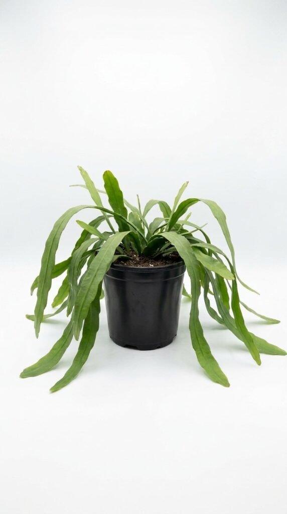 Pseudorhipsalis sp. Amazonica - 6”