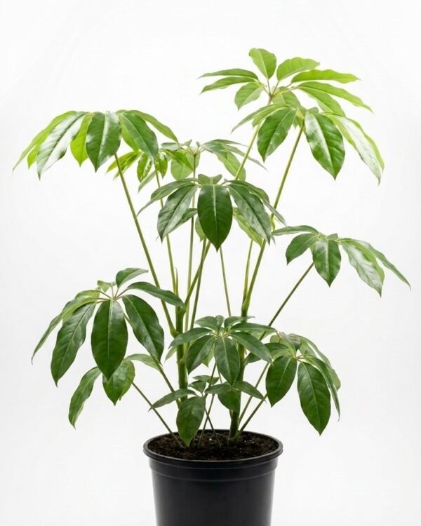 Schefflera Actinophylla Nova 10″