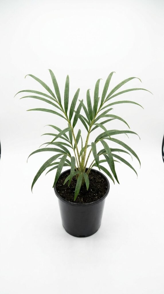 Stylochaeton bogneri - 6”