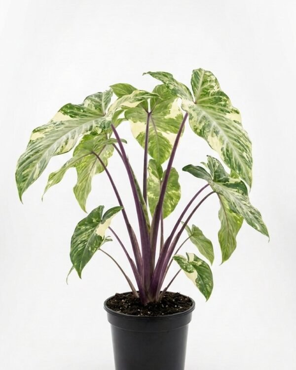 Xanthosoma violaceum – 6″ Variegated